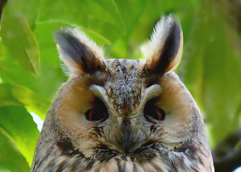 トラフズク♂2243