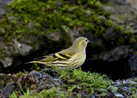 マヒワ♀0009