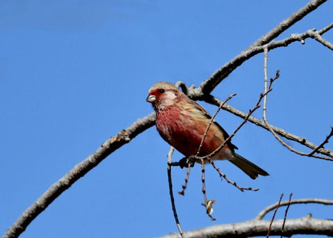 ベニマシコ♂2826