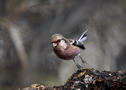 ベニマシコ♂5417