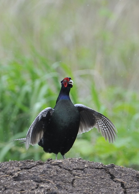 キジの保呂打ち3349