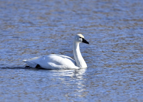アメリカコハクチョウ②0274