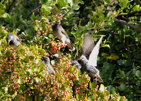 ホシムクドリ7060