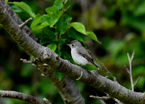コサメビタキ7254