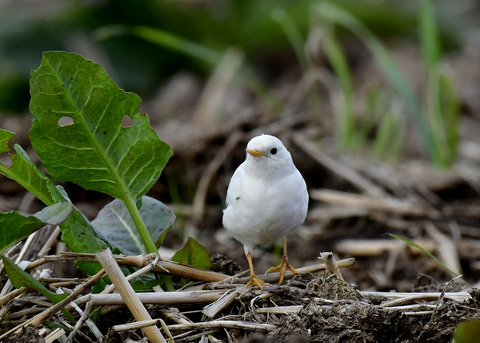 タヒバリ(白化)6659