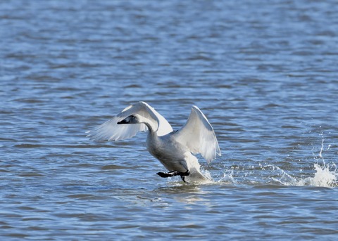 オオハクチョウ幼鳥1825