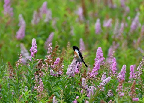 ノビタキ♂1420 - コピー