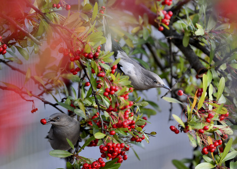 カラムクドリ1310