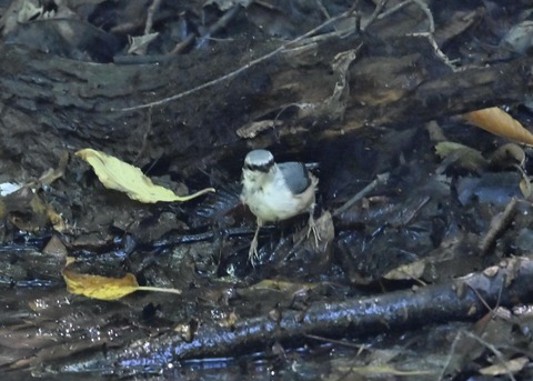 ゴジュウカラ4053
