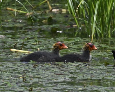 オオバンのひな6141