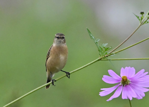 ノビタキ♀0940