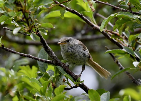 ウグイス幼鳥2720 - コピー