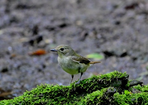 キビタキ♀8576