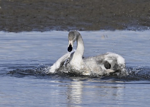 オオハクチョウ幼鳥3755