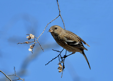 ベニマシコ♀2646