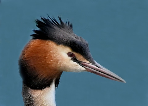 カンムリカイツブリ5864