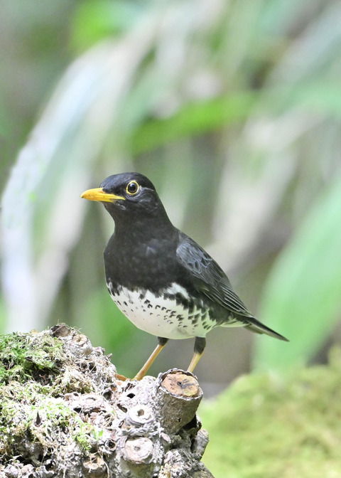 クロツグミ♂0871