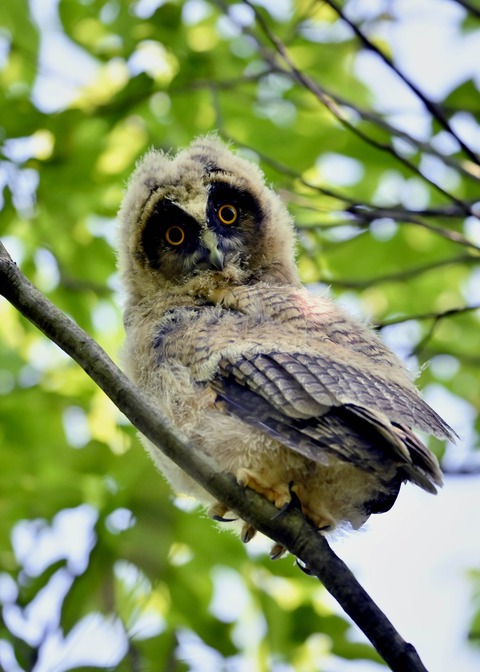 トラフズクのヒナ0649