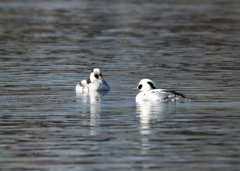 ミコアイサ♂8642