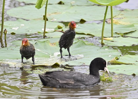 オオバン親子7267