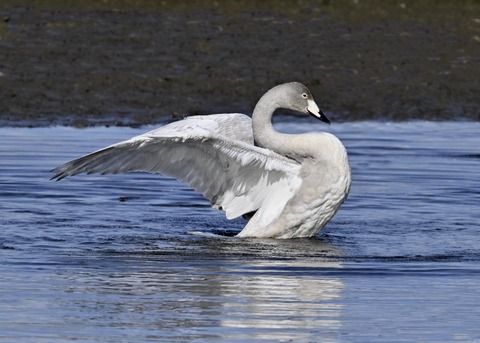 オオハクチョウ幼鳥3783