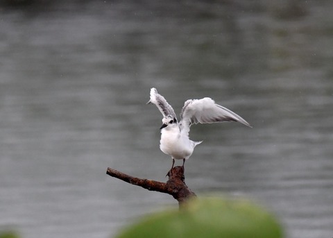 クロハラアジサシ幼鳥1836