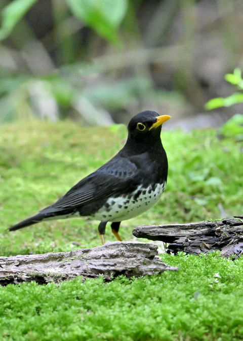 クロツグミ♂0752