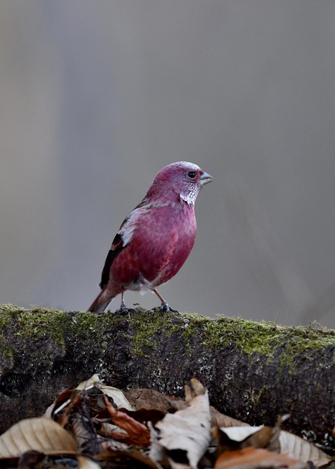 オオマシコ♂9691-01