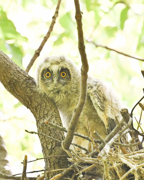 トラフズクのひな②2720
