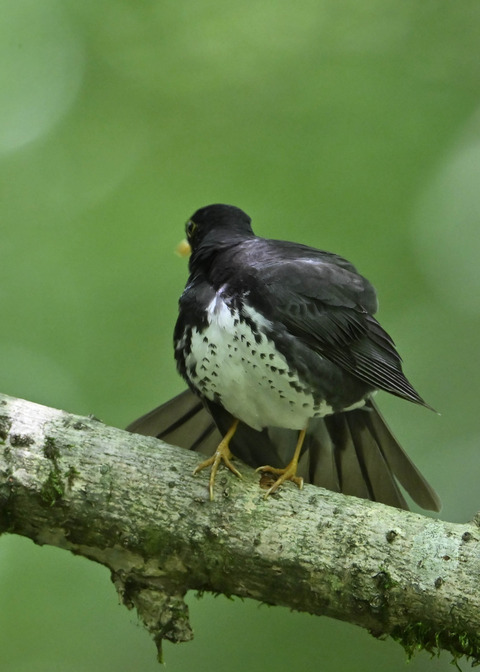 クロツグミ♂0393