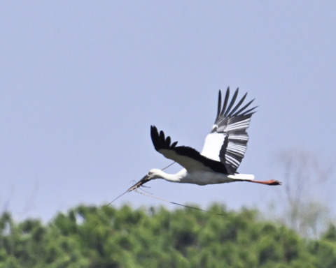 巣材運ぶコウノトリ8301