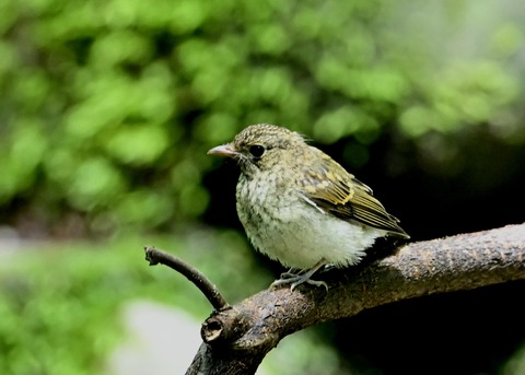 キビタキ幼鳥3486