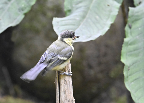 シジュウカラ幼鳥6704