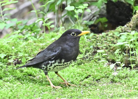 クロツグミ♂2790
