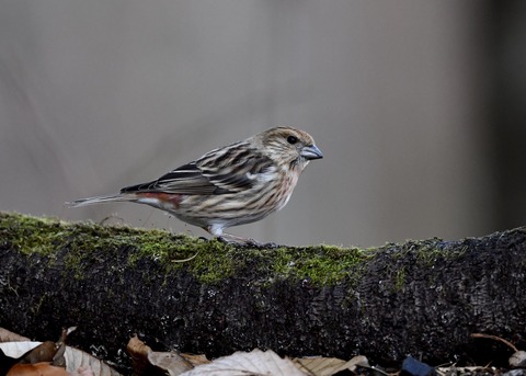 オオマシコ♀9932