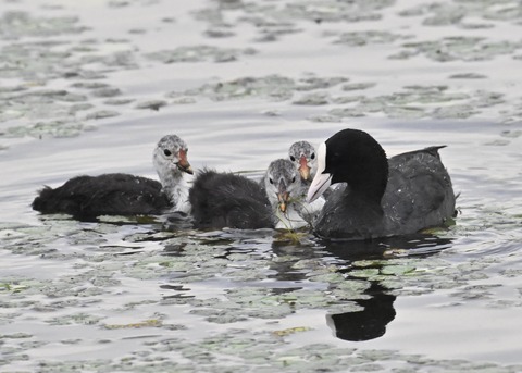 オオバン親子8779