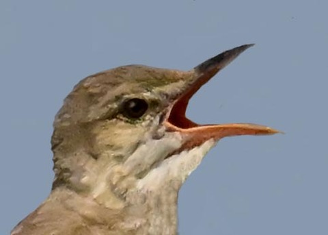 オオヨシキリ1001