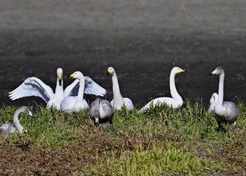 オオハクチョウ5025