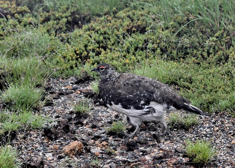 ライチョウ夏羽♂3068