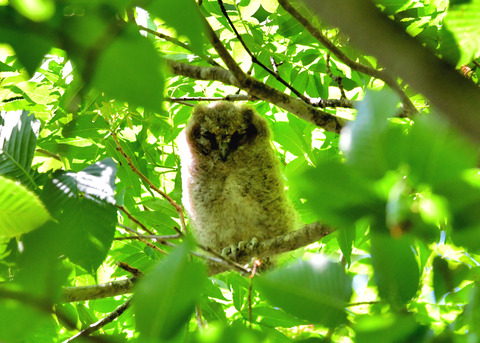 オオコノハズクのヒナ②3160