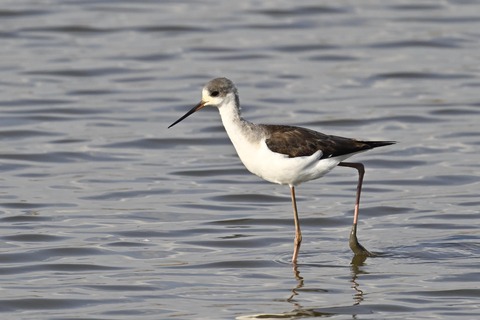 セイタカシギ幼鳥3878
