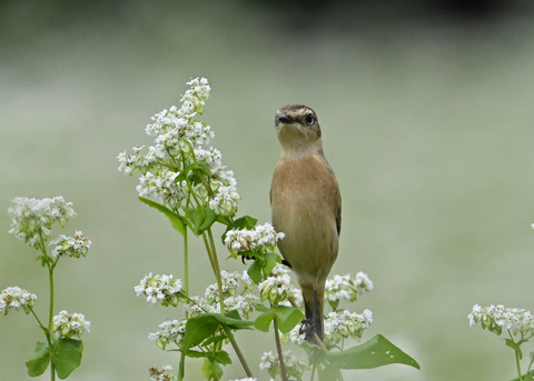 ノビタキ♀5354