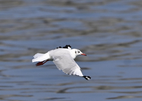 チャガシラカモメ3455