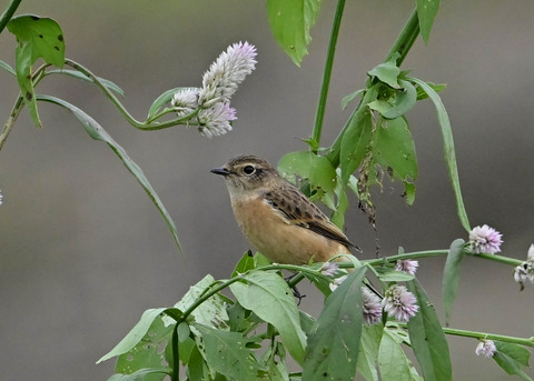 ノビタキ♀1455
