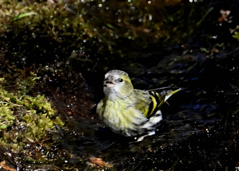 マヒワ♀7358