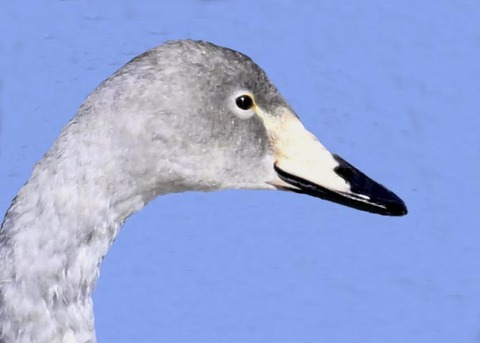 オオハクチョウ幼鳥3001