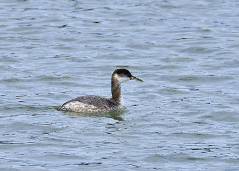 アカエリカイツブリ冬羽7475