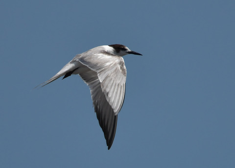 飛ぶ・コアジサシ2278