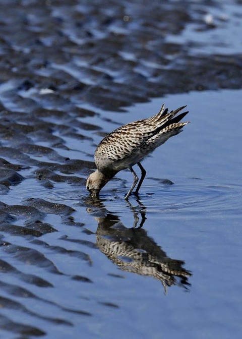 オオソリハシシギ8952