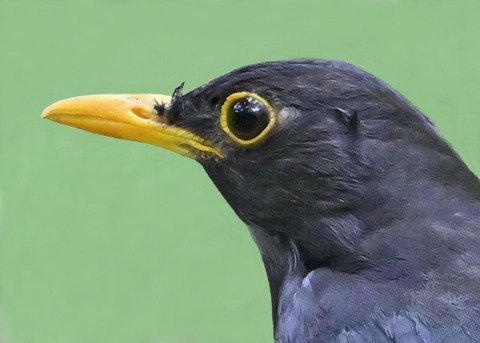 クロツグミ♂5003